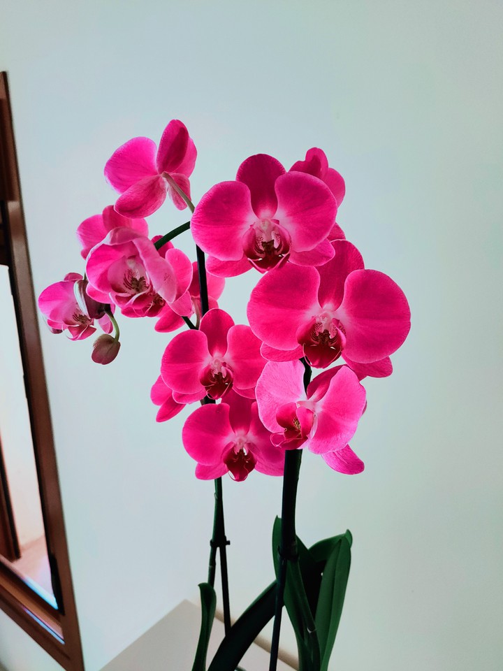 orchid3
