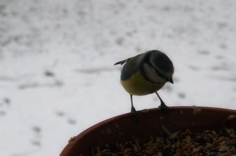 Bird