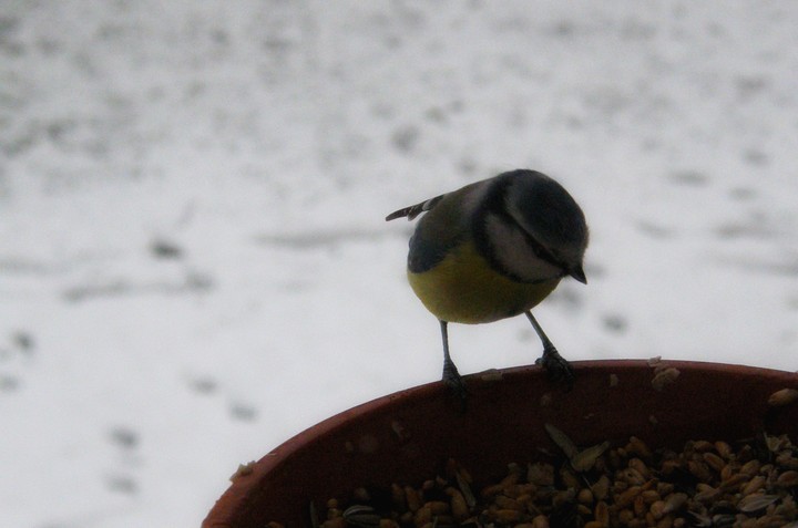Bird