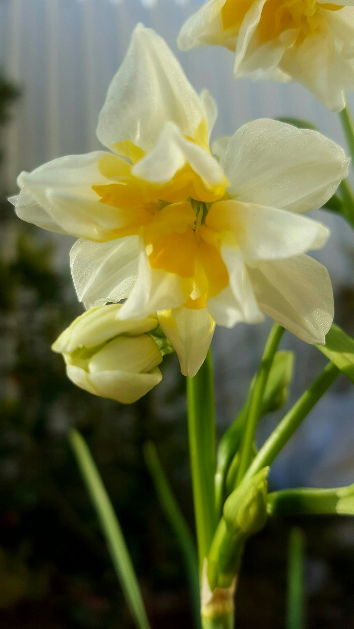 Jasmin