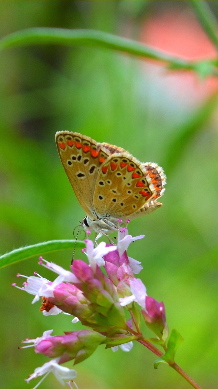 butterfly