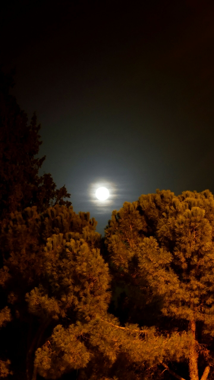 night forest portrait