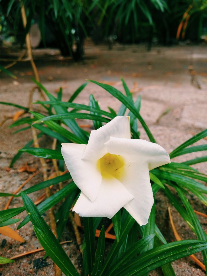 Natural