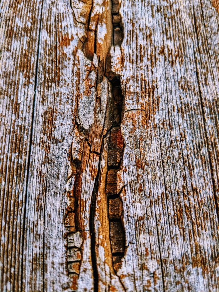 wood grain