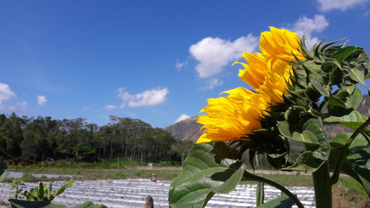 Sunflower