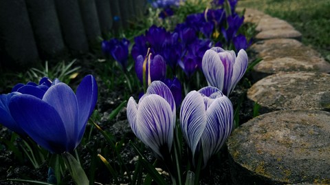 plant, spring वॉलपेपर