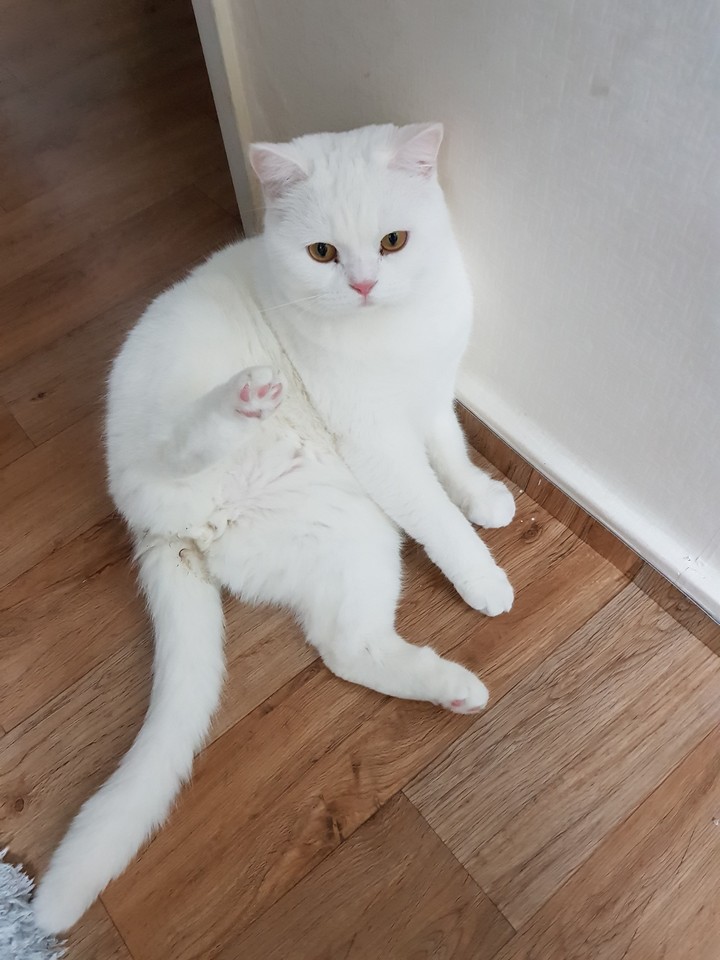 우리집 고양이