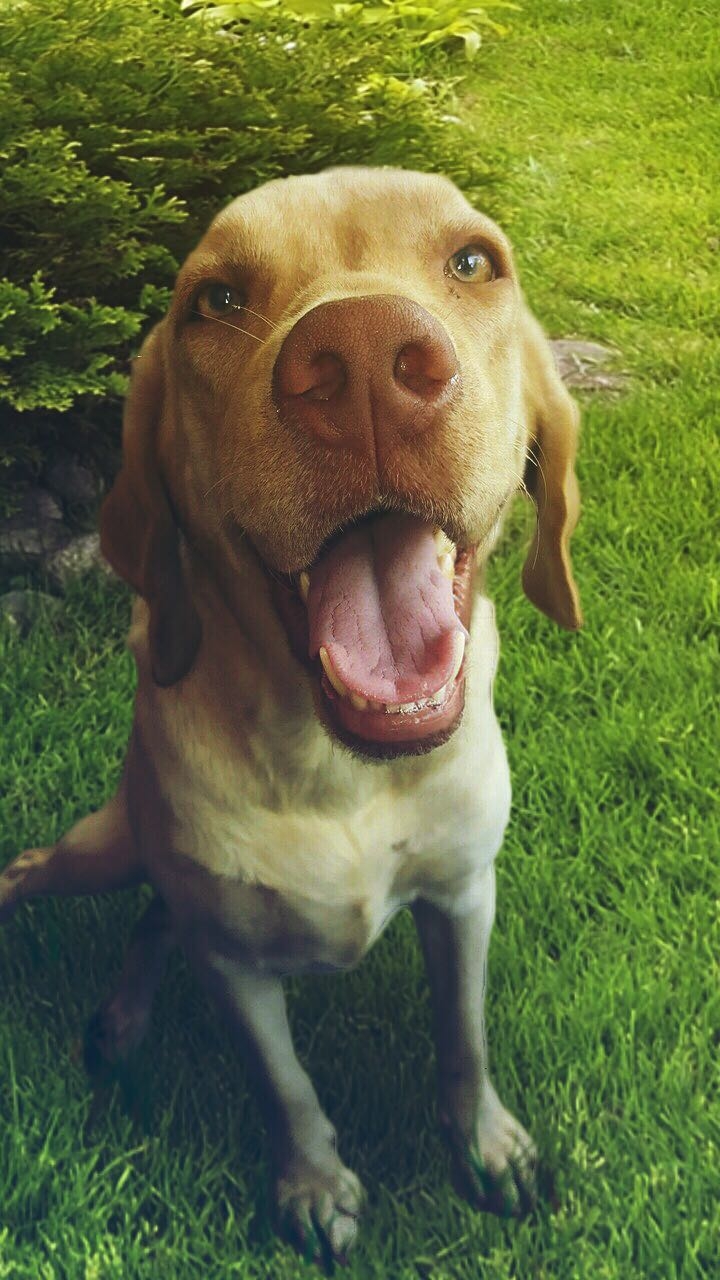 Flora the Labrador