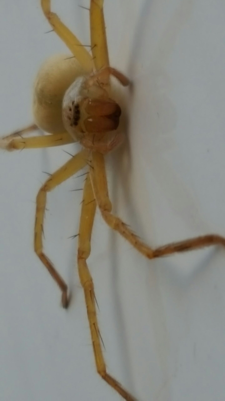 spider2