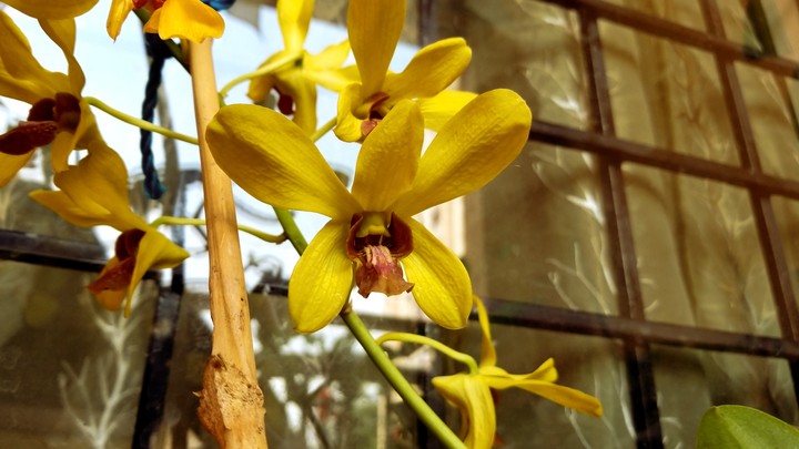 orchid bloom yellow