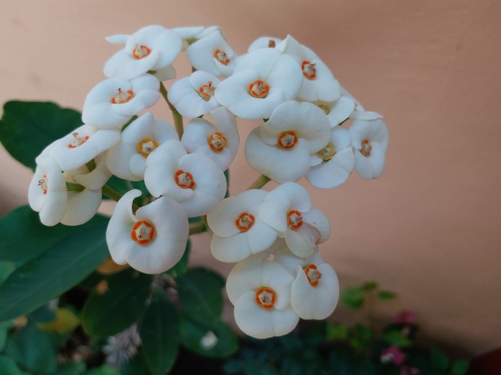 Blossoming rarely