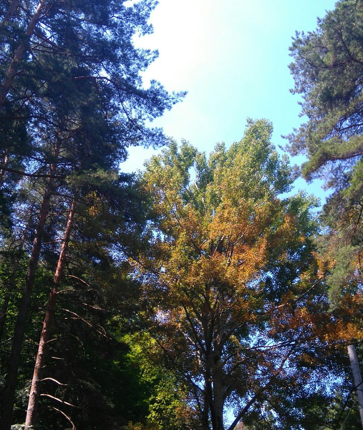 a walk in the forest
