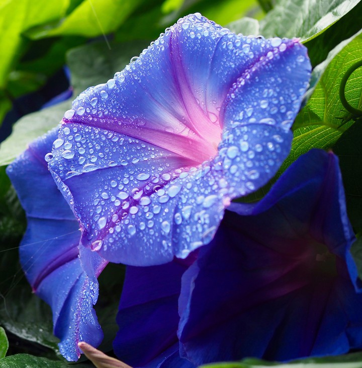 morning Glory dew.