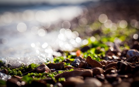 sfondi leaf, nature