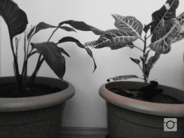 plants