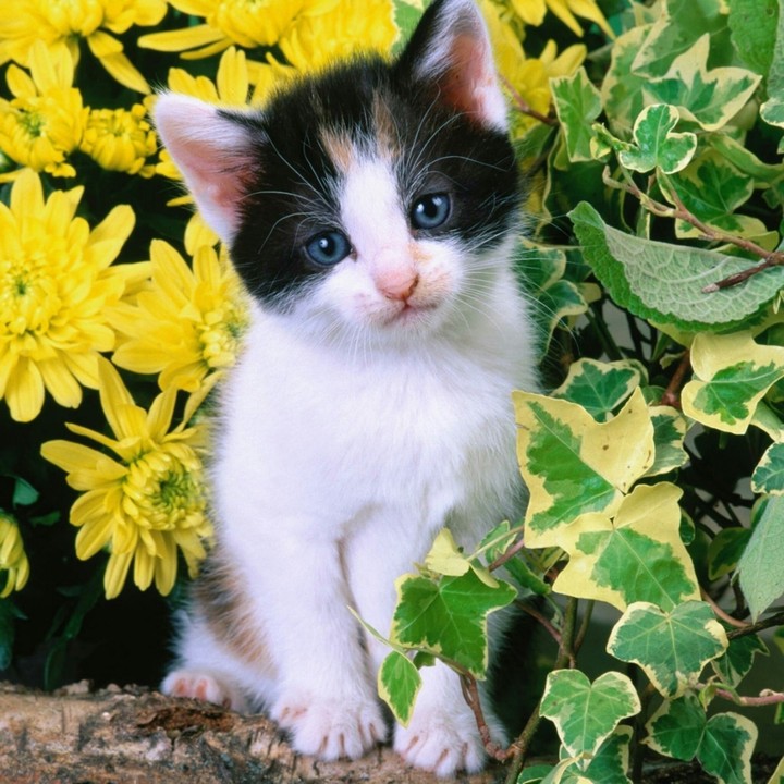 Cute Cat