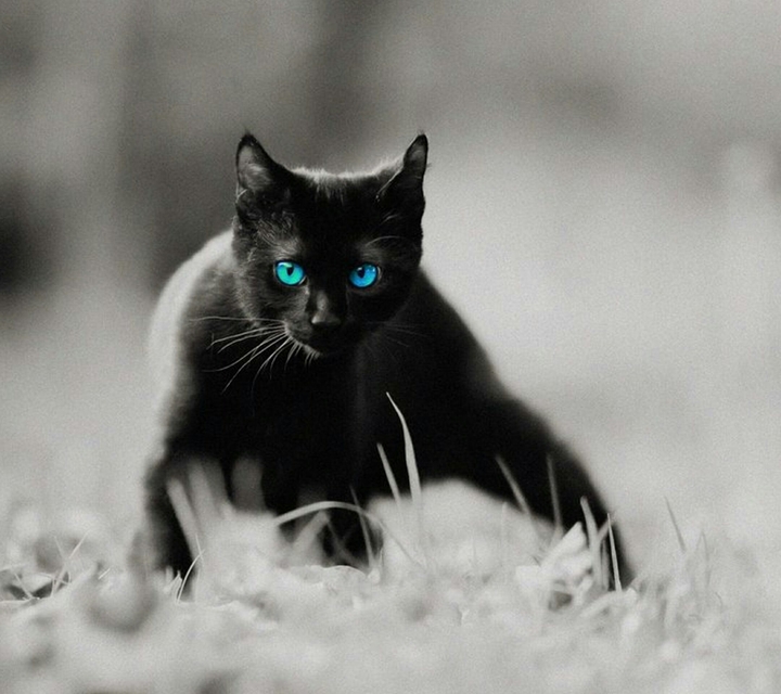 Black Cat With Blue Eyes