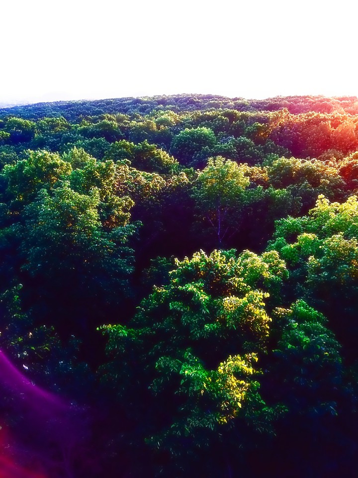 treetops