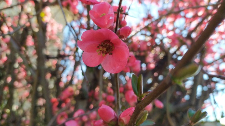 Spring Time