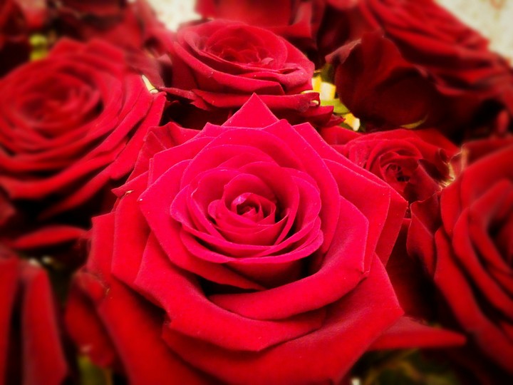 Vintage rose