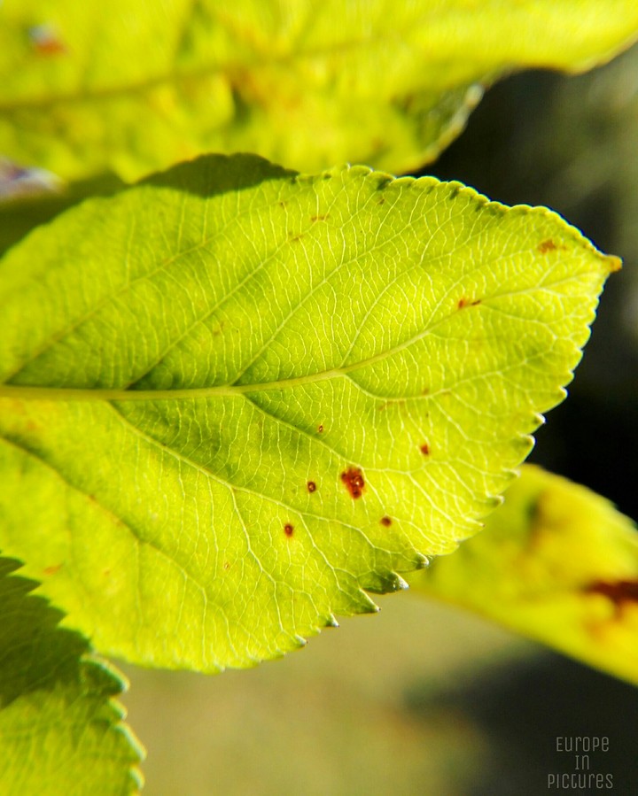 leaf