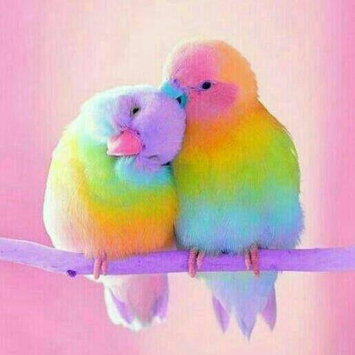 parrot