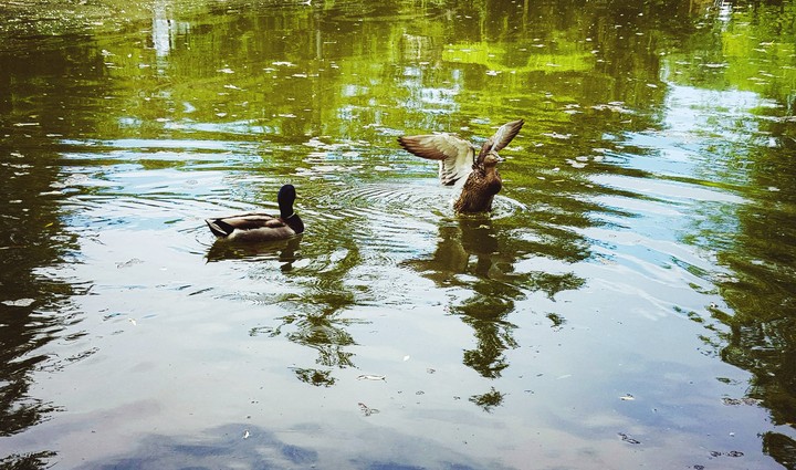 ducks 