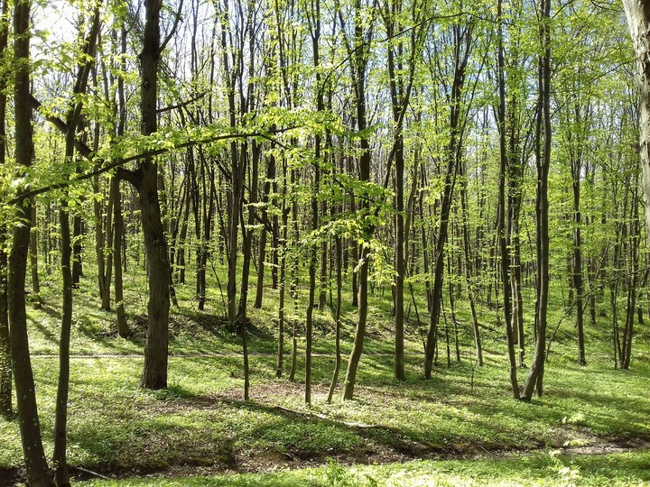 лес