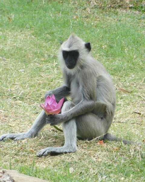 Sri lankan black Monkey with Nelum flower .