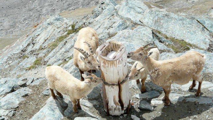 Steinbock auf dem Gornergrat