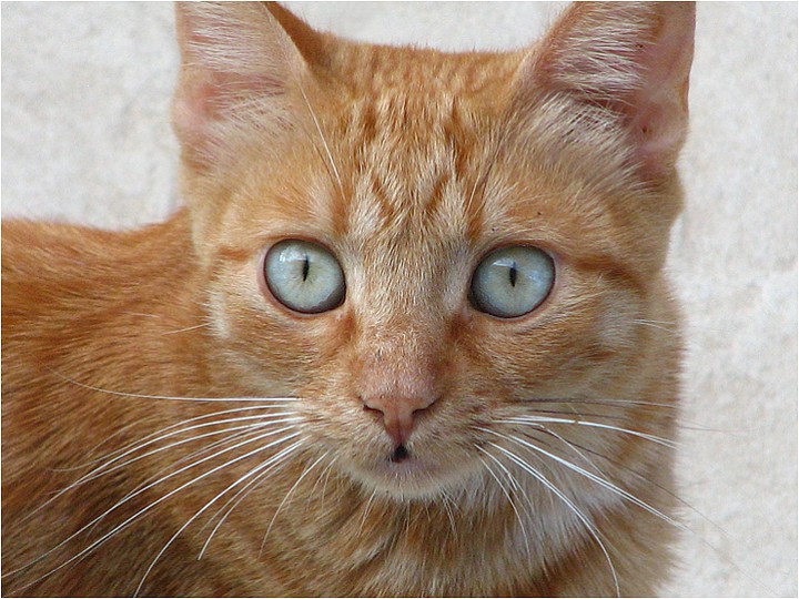 cats ?
