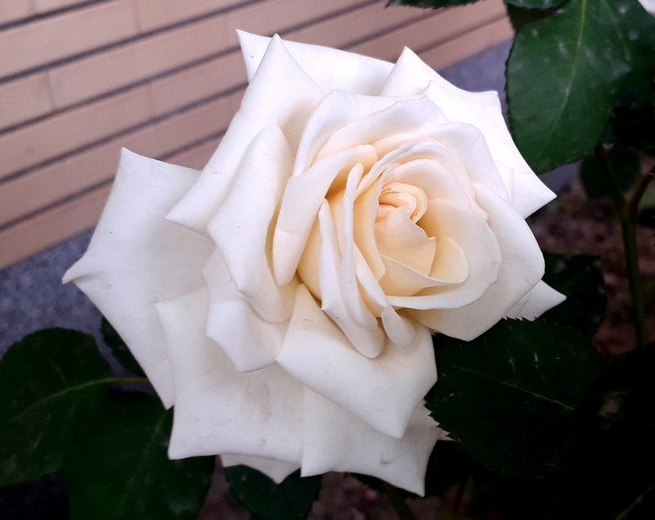rose