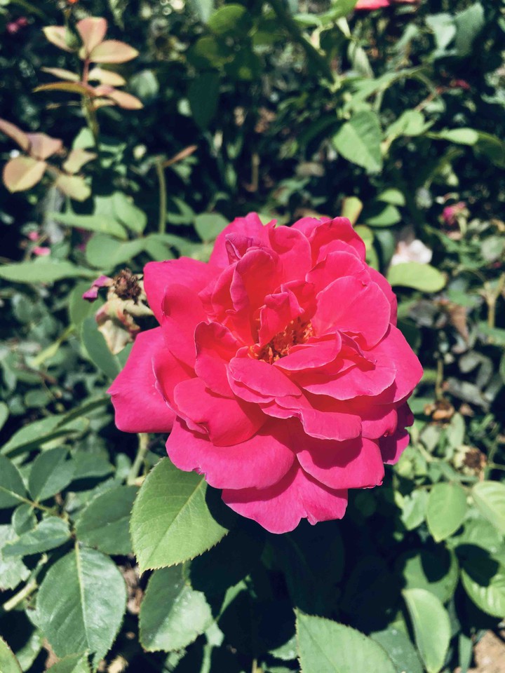 flower