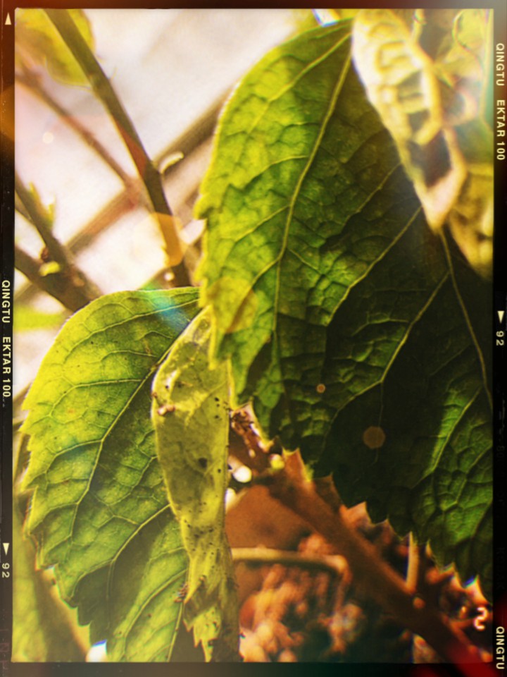 Leaves