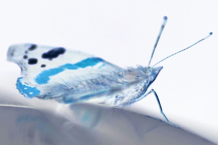 butterfly