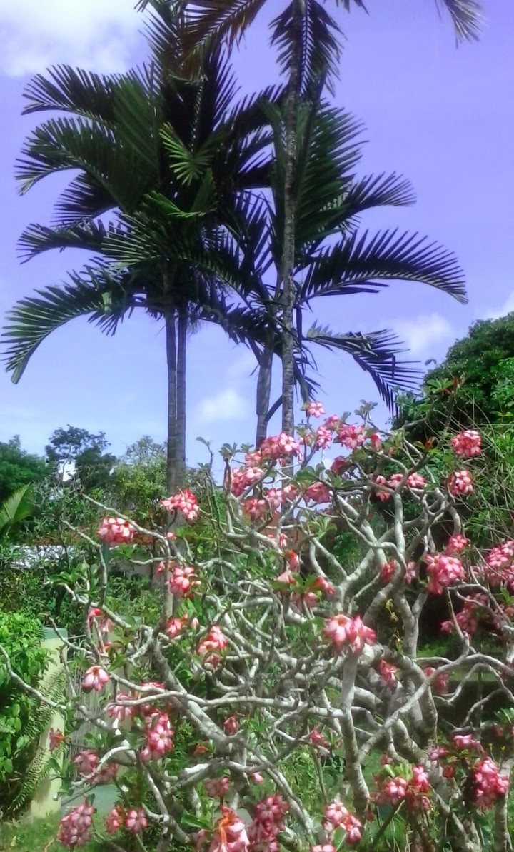 palm trees