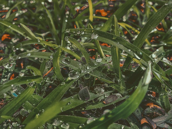 water drop on leaf