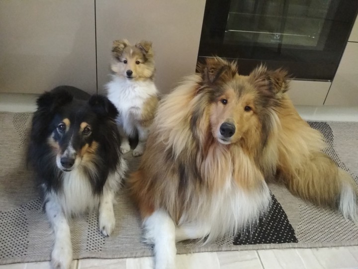 This is a friendly family. This is a collie breed and scotti