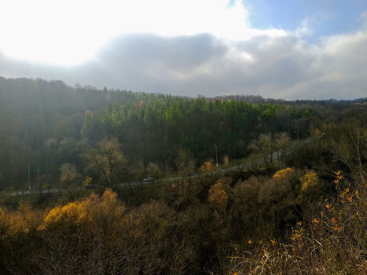 Forest
