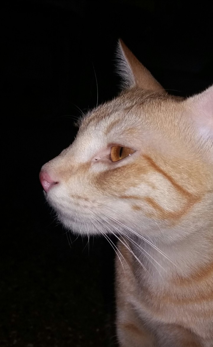 cat