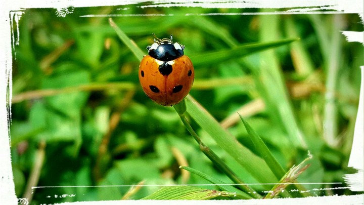 ladybug