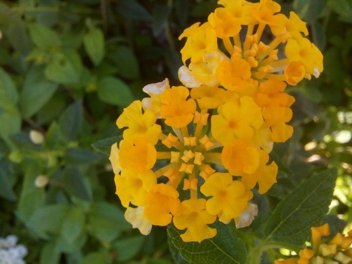 yellow flows
