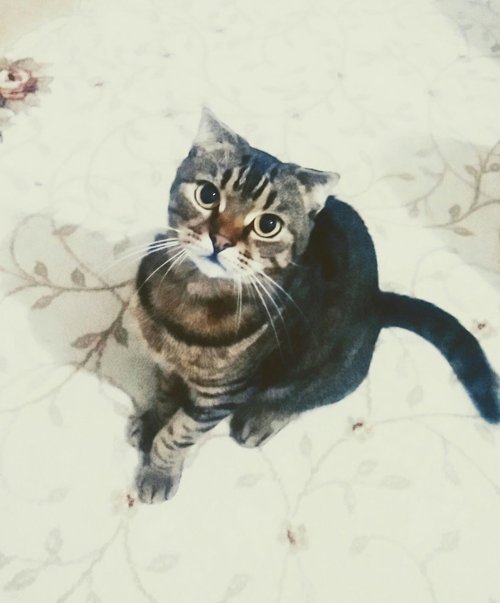 Thomas