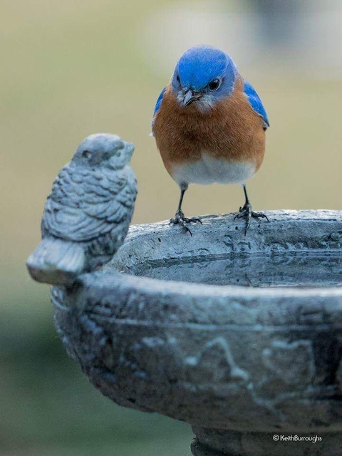 ταπετσαρίες beak, bird