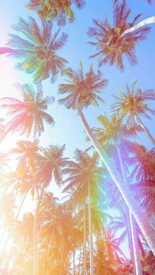 palm trees