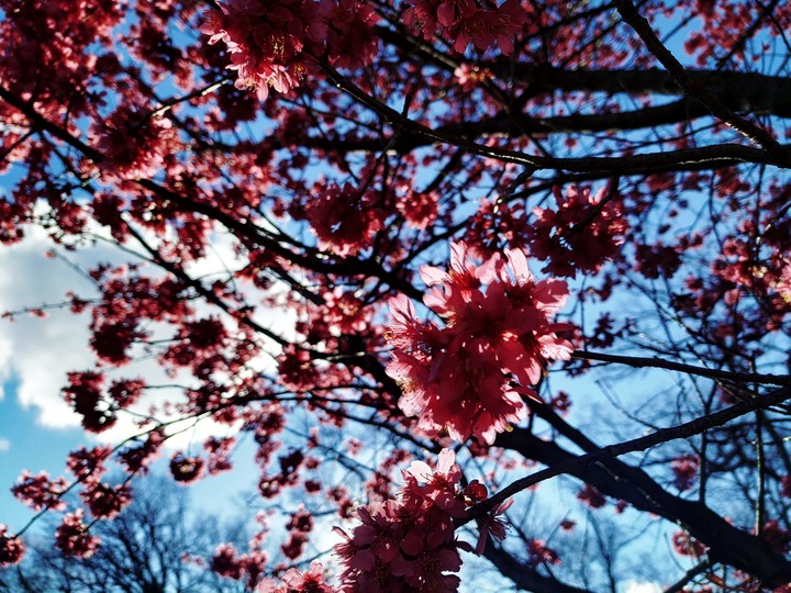 cherry blossom