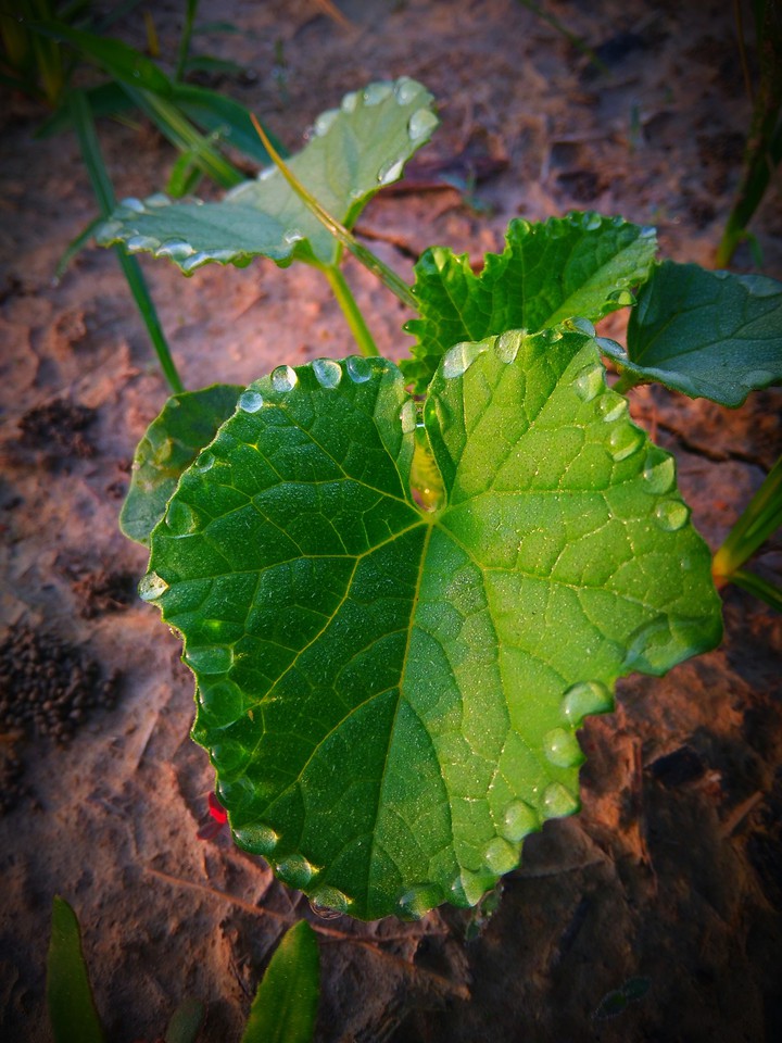 Drop of rain on the heart leaf ❤