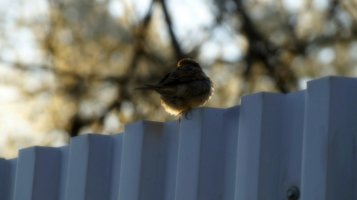 bird