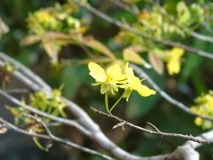 flowers (hoa ngày xuân)