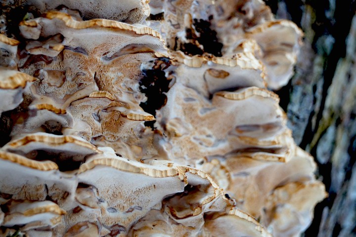 mushrooms